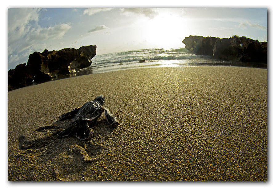 Ready2hangart Christopher Doherty Photography 'Turtle' Canvas Wall Art