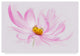 "Dancing Flower Cosmos" by Cora Niele, Canvas Art, 30"x47"