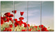 Flourishing Red Poppies, Floral Canvas Art Print, 48"x28", 4 Panels