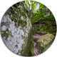 Rocks In Deep Moss Forest, Landscape Round Wall Art, 36"
