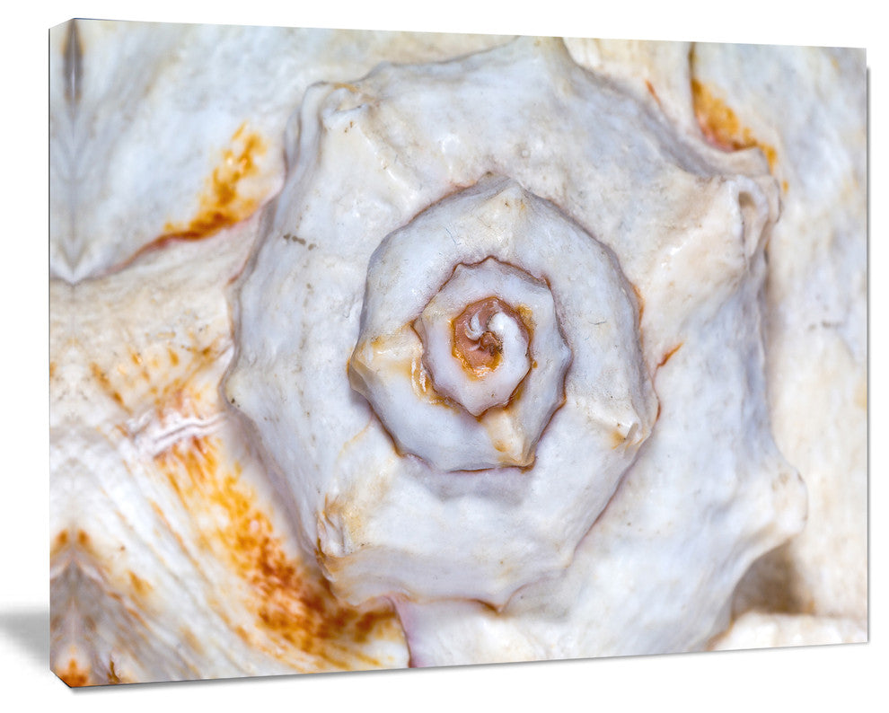 Great Skeleton of Sea Shell, Oversized Animal Wall Art, 20"x12"