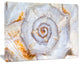 Great Skeleton of Sea Shell, Oversized Animal Wall Art, 20"x12"