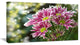Purple Chrysanthemum Flower, Floral Canvas Art Print, 32"x16"