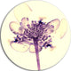 Fractal Flower Light Pink, Floral Digital Art Round Metal Wall Art, 23"