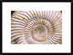 "Fossil of Ammonite, Madagascar" Framed Digital Print by Pete Oxford, 26"x20"