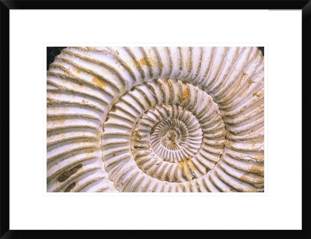 "Fossil of Ammonite, Madagascar" Framed Digital Print by Pete Oxford, 26"x20"