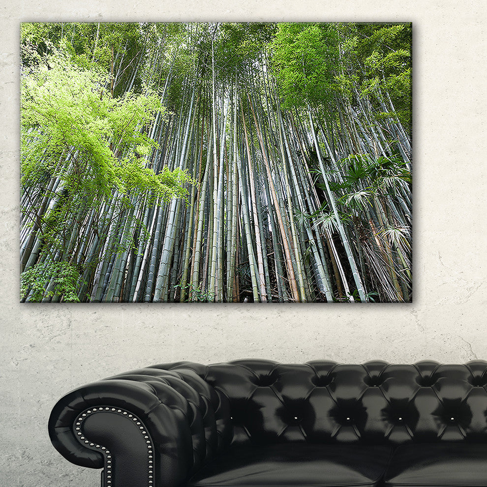 "Dense Bamboo Forest of Japan" Forest Canvas Wall Art Print, 40"x20"