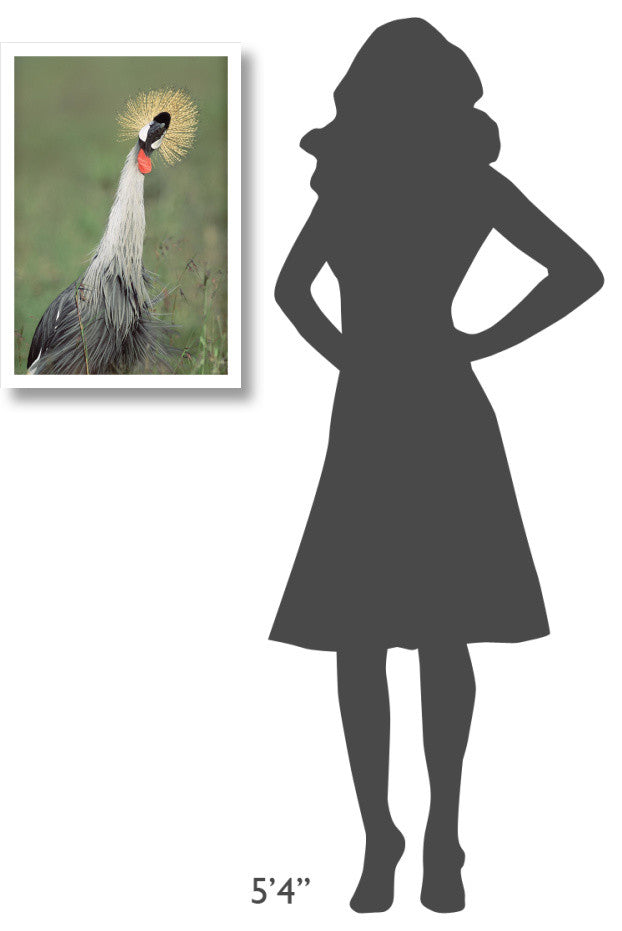 "Grey Crowned Crane, Kenya" Digital Paper Print by Tim Fitzharris, 18"x26"