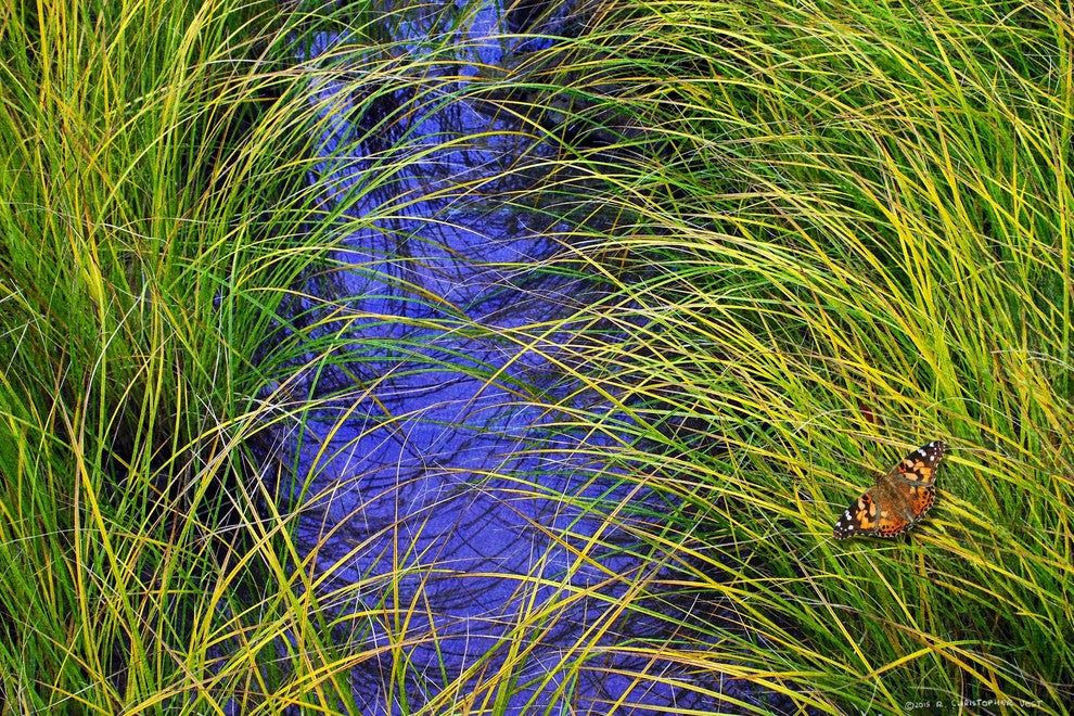 "Grass over the Brook" Print on Canvas by Chris Vest