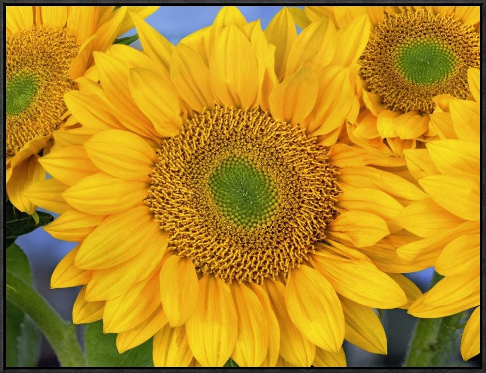 Common Sunflower Group Showing Symmetrical Seed Heads, North America, 32"x24"