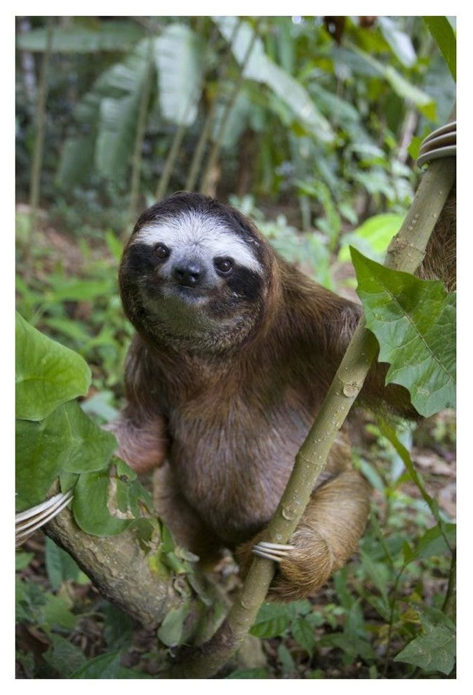 "Brown-throated 3-toed Sloth male, Aviarios Sloth Sanctuary" Paper Art, 34"x50"