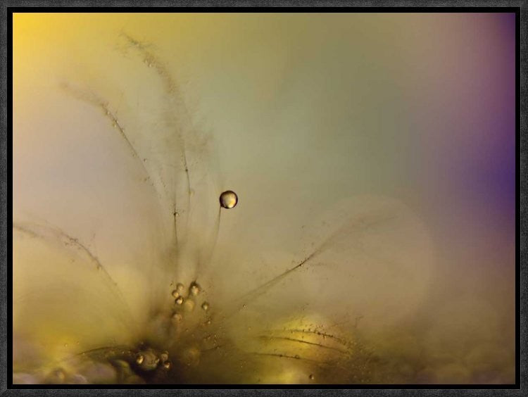 "Feeling Of A New Day" Framed Canvas Giclee by Heidi Westum, 17x13"