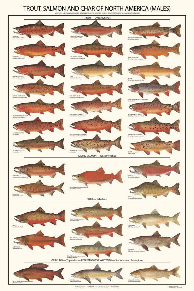 Game Fish Identification Poster: Trout, Salmon & Char (males) Chart, 12"x18"