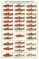 Game Fish Identification Poster: Trout, Salmon & Char (males) Chart, 12"x18"