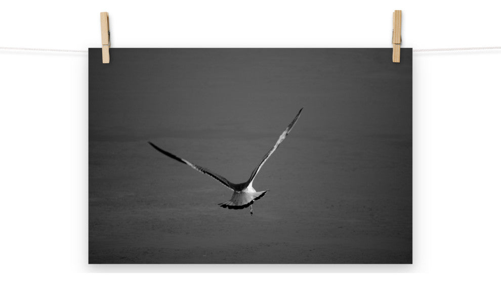 Flying Free Black & White (Coastal Bird) Wildlife Photo Unframed Wall Art Print, 12" X 18"
