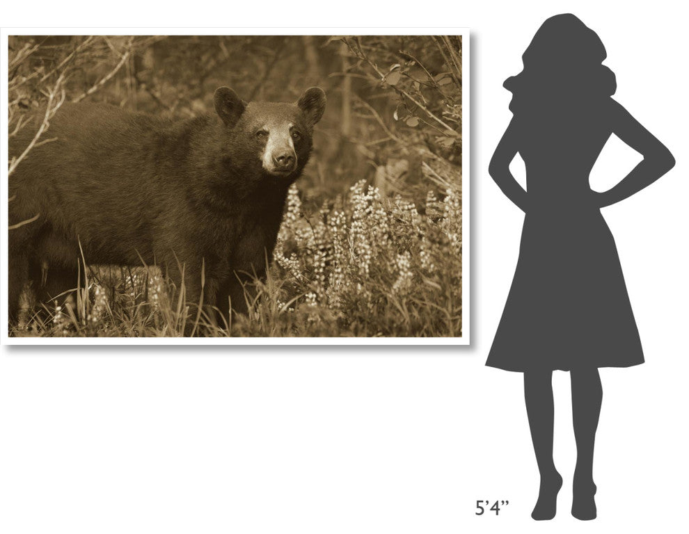 "Black Bear portrait, North America" Print by Tim Fitzharris, 62"x42"