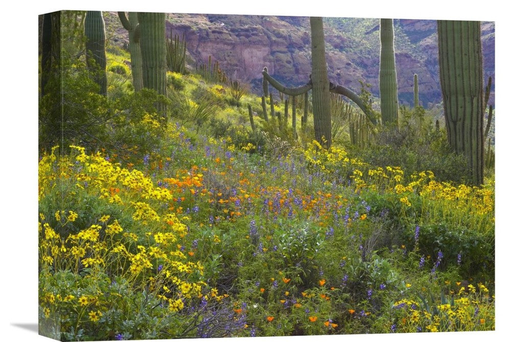 "Saguaro Amid Flowering Lupine, Organ Pipe Cactus National Monument, AZ" Artwork