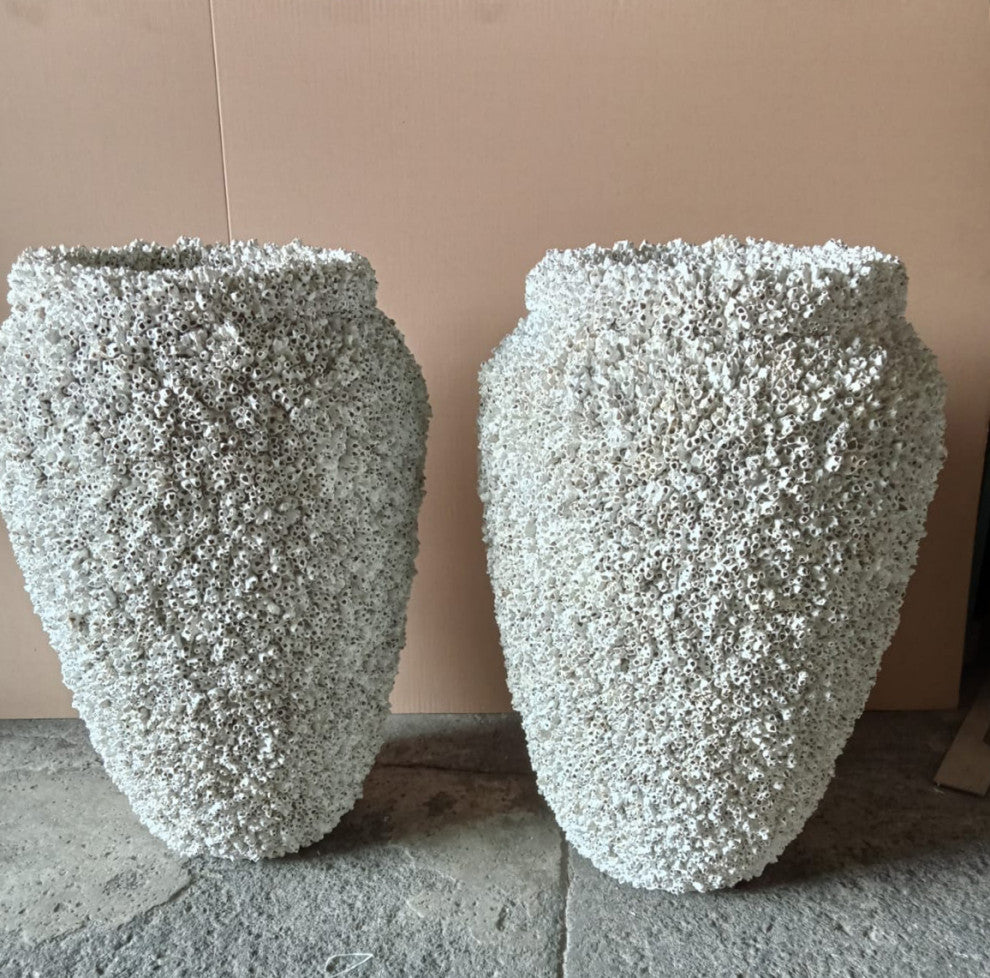 Large White Barnacle Shell Urn