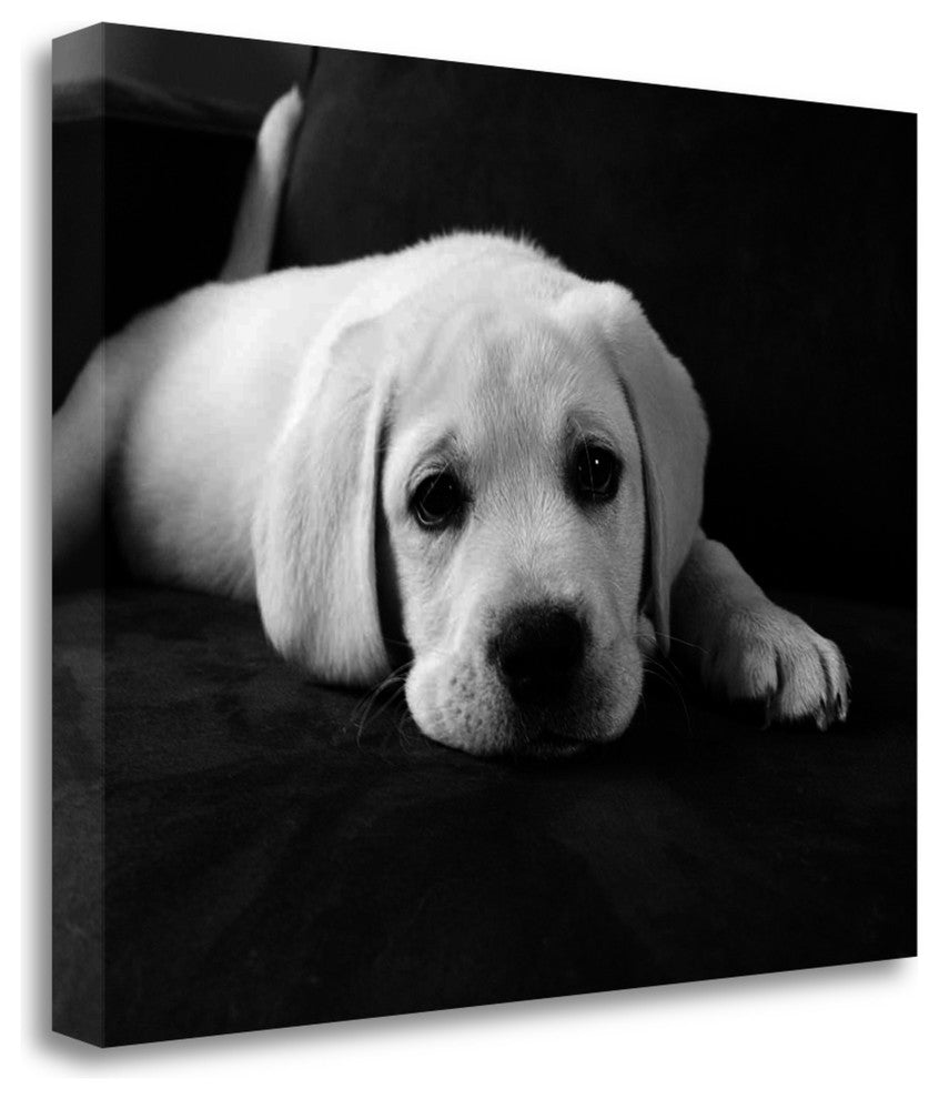 "Finn" By Kim Levin, Fine Art Giclee Print on Gallery Wrap Canvas, Ready to Hang
