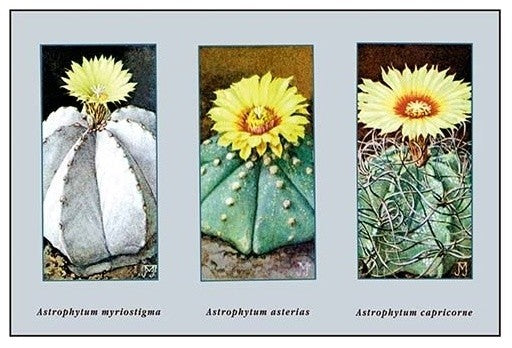 Astrophytum Myriostigma- Gallery Wrapped Canvas Art 28" x 42"