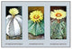 Astrophytum Myriostigma- Gallery Wrapped Canvas Art 28" x 42"
