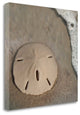 "Sand Surf Sand Dollar" By Sue Schlabach, Giclee Print on Gallery Wrap Canvas