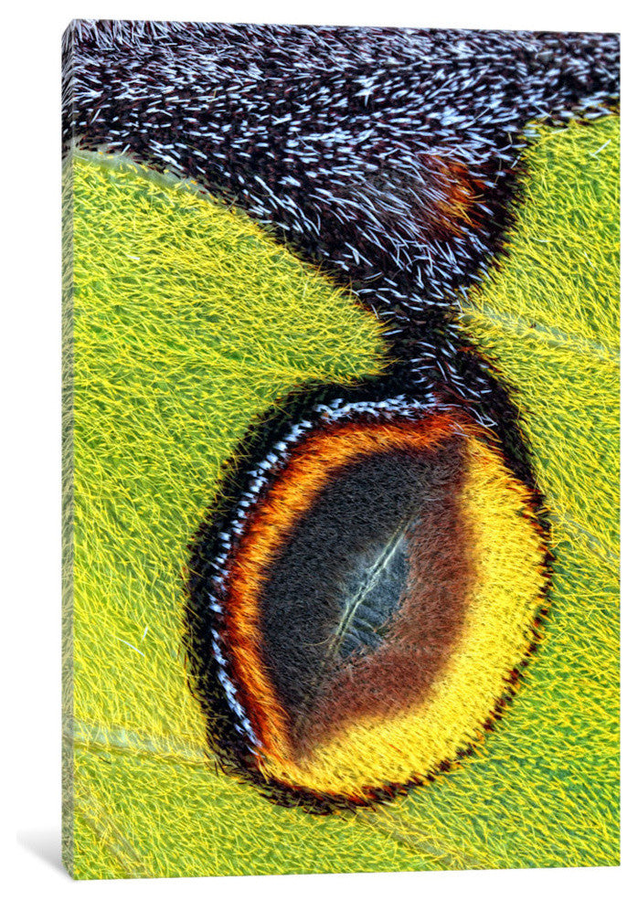 "Eyespot" by Jimmy Hoffman, 18x12x1.5