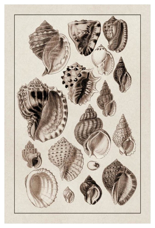 "Shells: Purpurifera (Sepia)" Digital Paper Print by G.B. Sowerby, 18"x26"