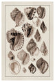"Shells: Purpurifera (Sepia)" Digital Paper Print by G.B. Sowerby, 18"x26"