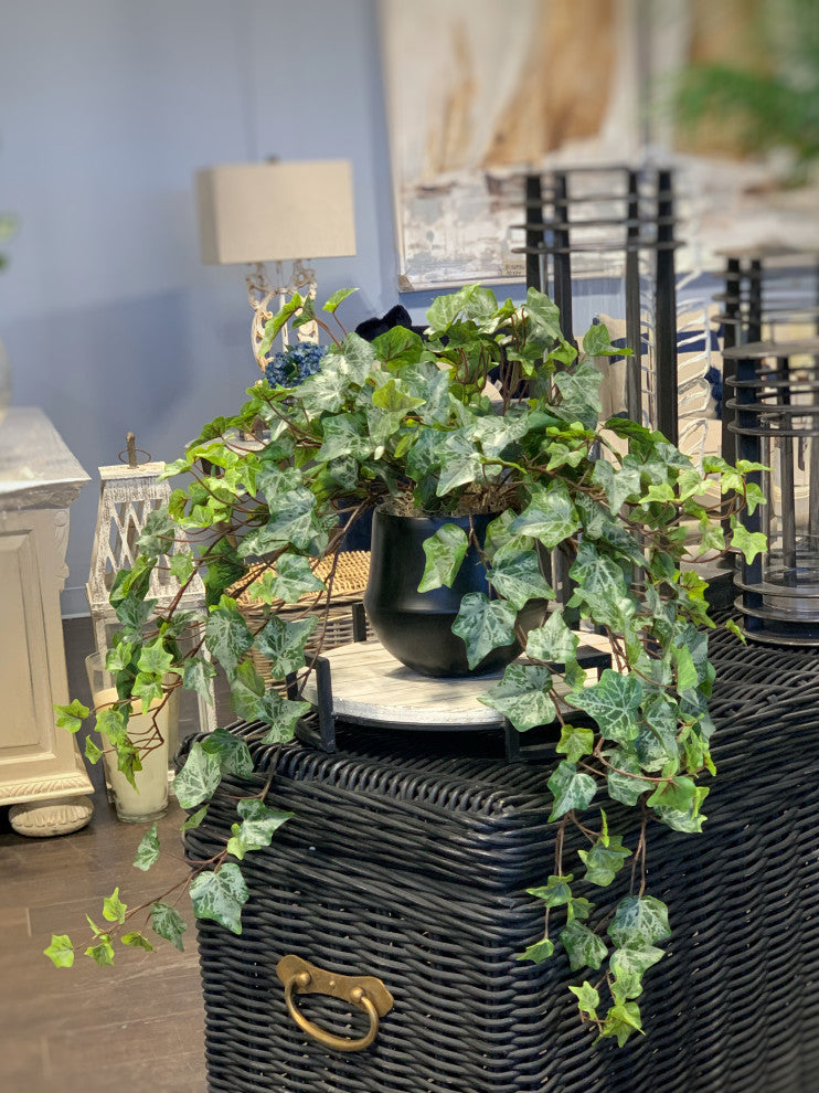 Trailing Ivy in a Ceramic Pot