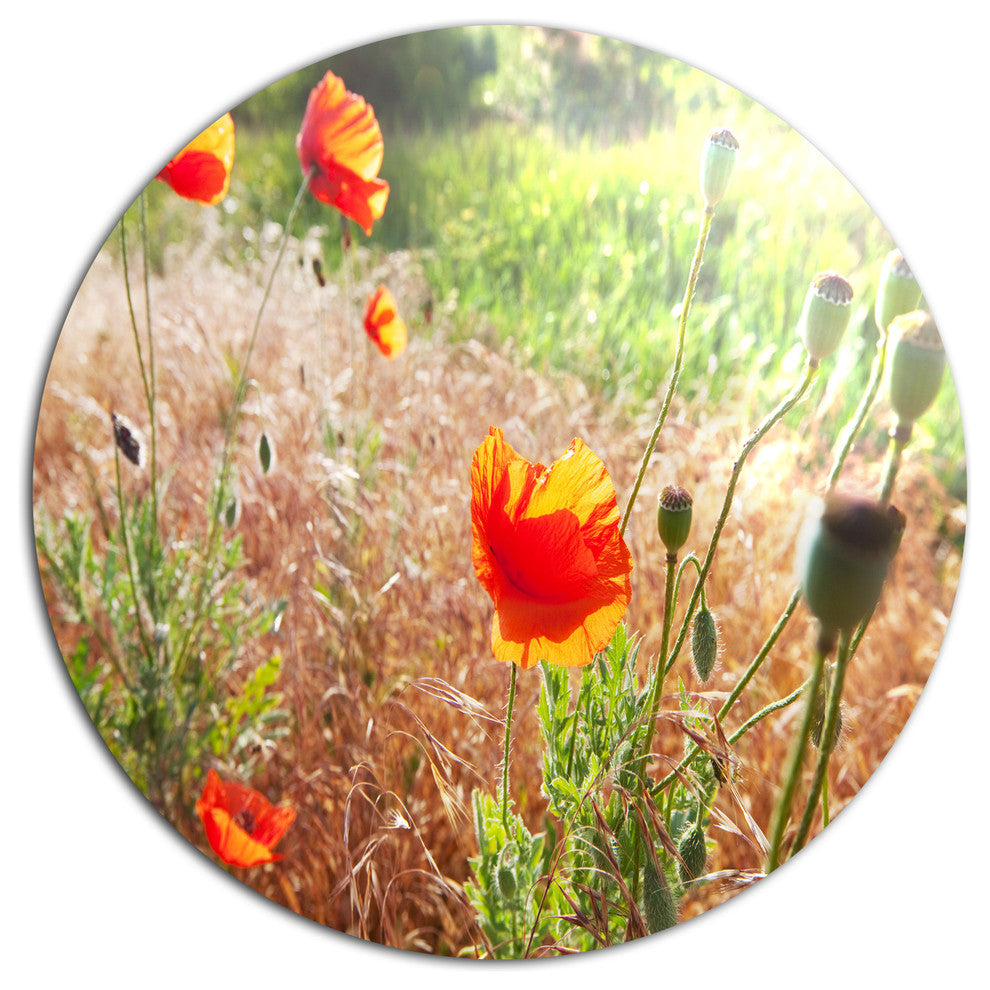 Beautiful Morning View Of Poppies, Floral Disc Metal Wall Art, 11"