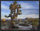 "Joshua Tree, Joshua Tree National Park, California"  by Tim Fitzharris, 17x13"
