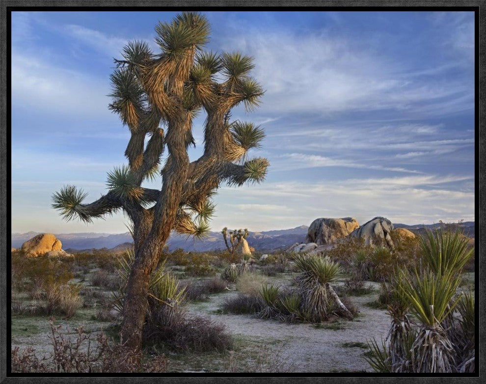 "Joshua Tree, Joshua Tree National Park, California"  by Tim Fitzharris, 17x13"