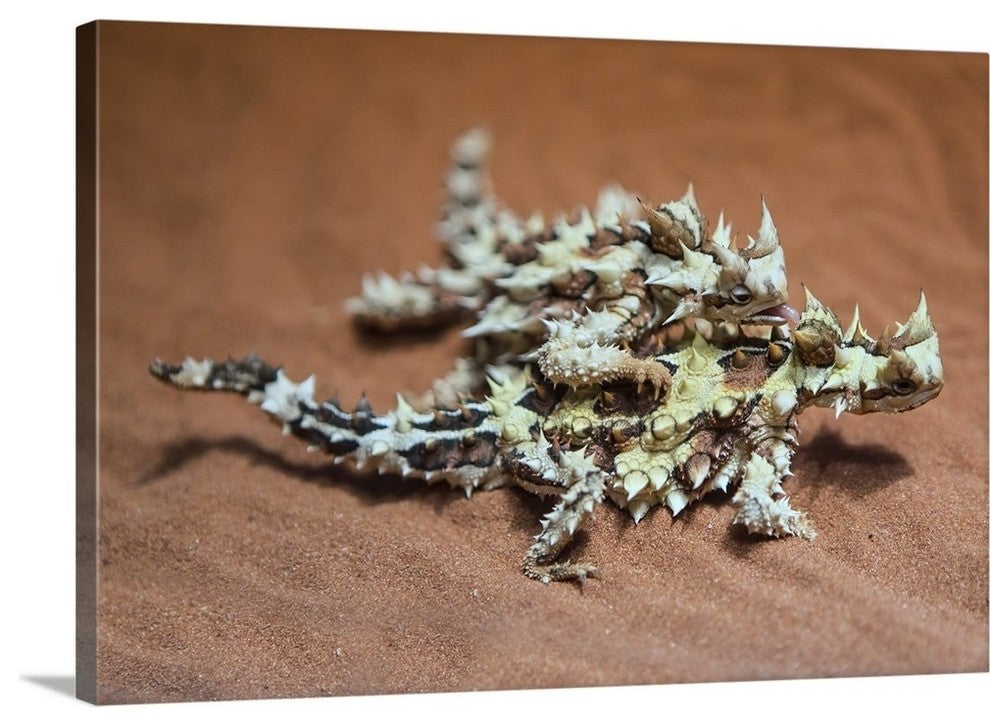 "Thorny Devils" Wrapped Canvas Art Print, 24"x16"x1.5"