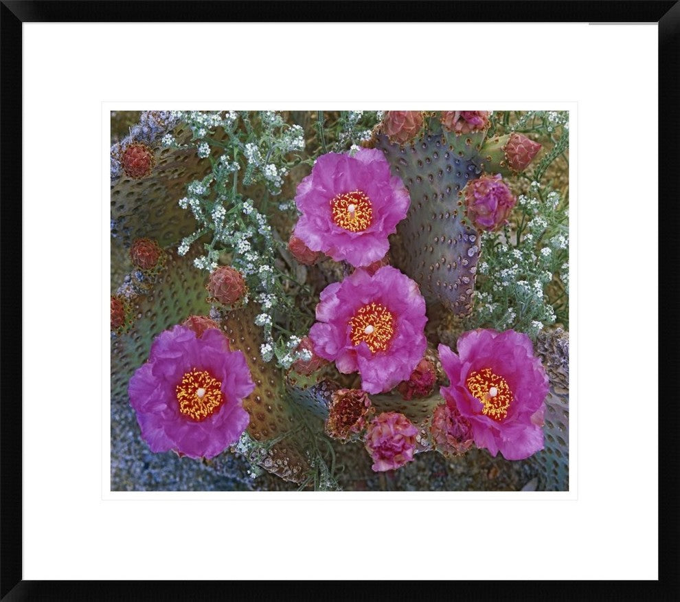 "Beavertail Cactus flowering, Arizona"  by Tim Fitzharris, 24x21"