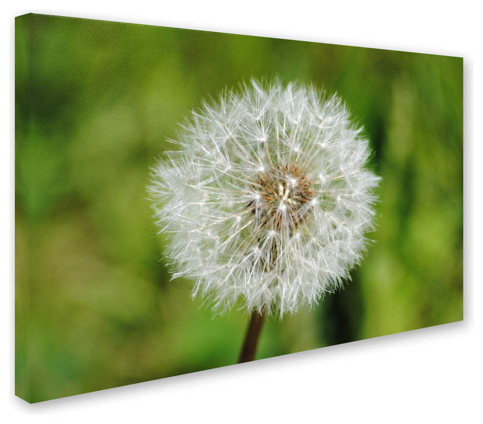 ''Make a Wish'' Canvas Art by Monica Mize