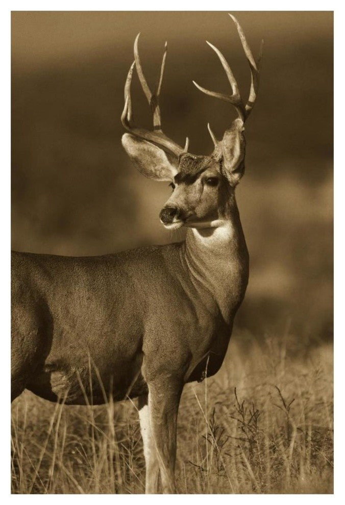 "Mule Deer male in dry grass, North America - Sepia" Paper Art, 14"x20"