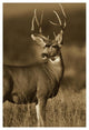 "Mule Deer male in dry grass, North America - Sepia" Paper Art, 14"x20"