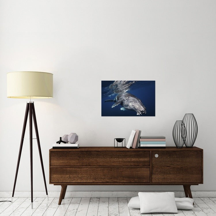 "Humpback Whale" Stretched Canvas Giclee by Barathieu Gabriel, 30"x20"