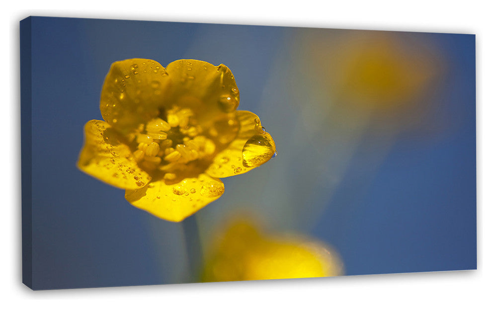 Solitary Large Yellow Flower, Floral Canvas Art Print, 32"x16"