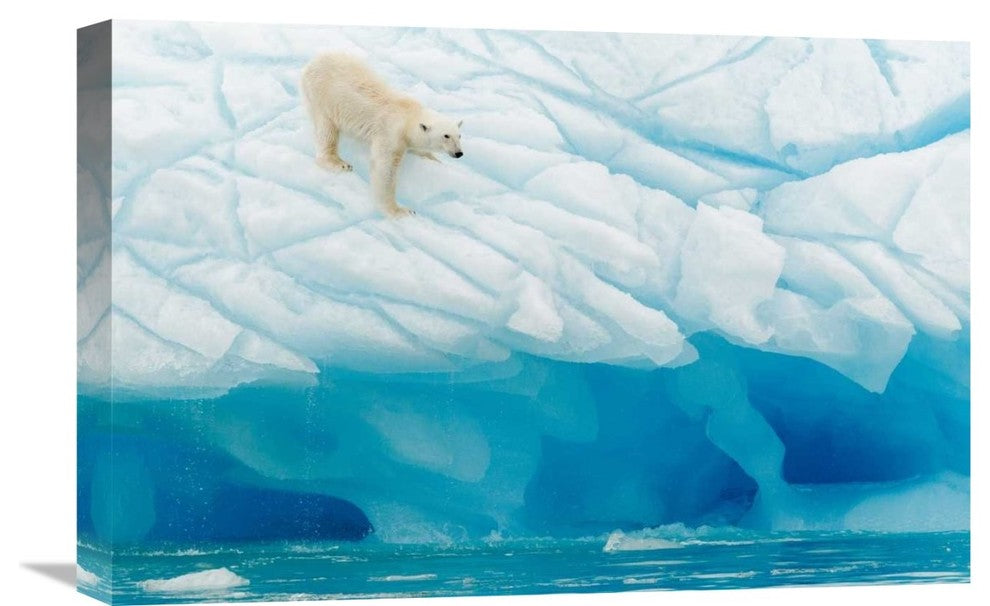 "Polar Bear" Stretched Canvas Giclee by Joan Gil Raga, 22x15"
