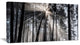 "Sunbeams through Black White Forest" Forest Wall Artwork Print
