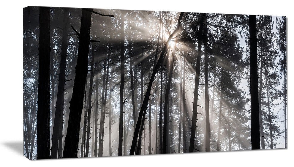 "Sunbeams through Black White Forest" Forest Wall Artwork Print