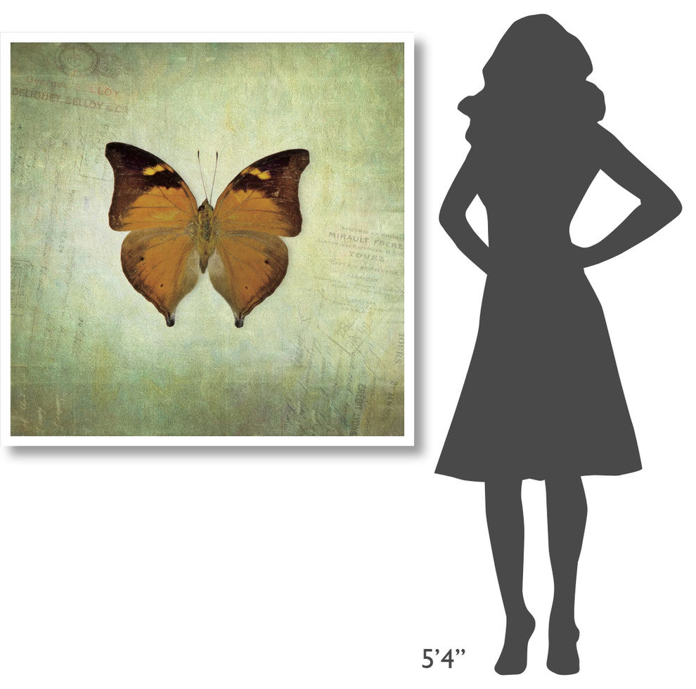 "French Butterfly VII" Digital Paper Print by Debra Van Swearingen, 42"x42"