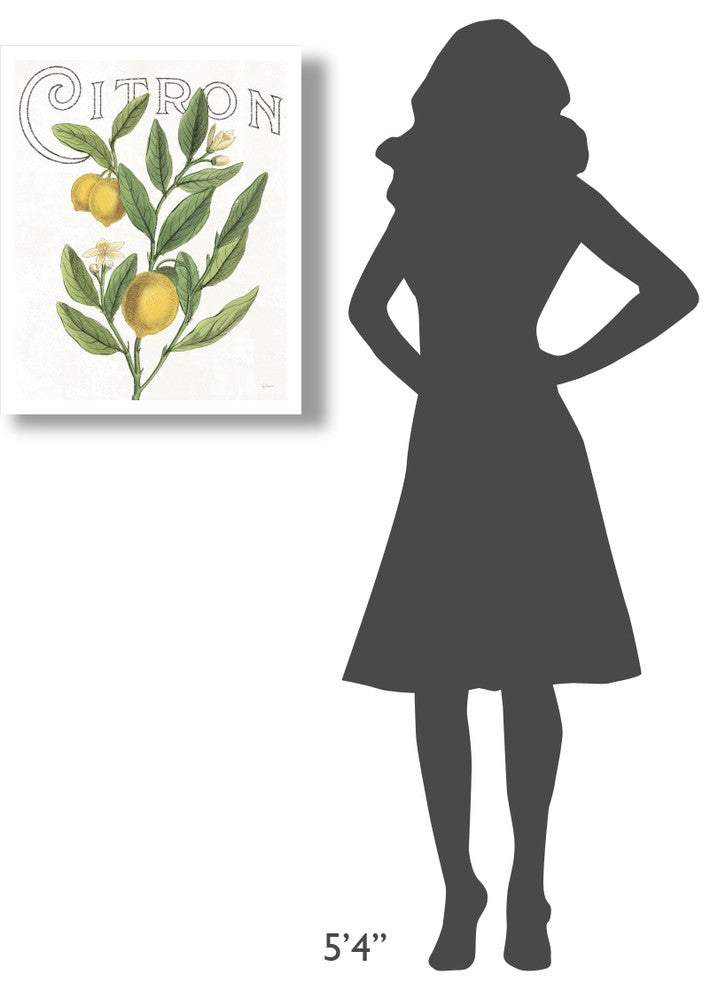 "Classic Citrus V" Digital Paper Print by Sue Schlabach, 22"x26"