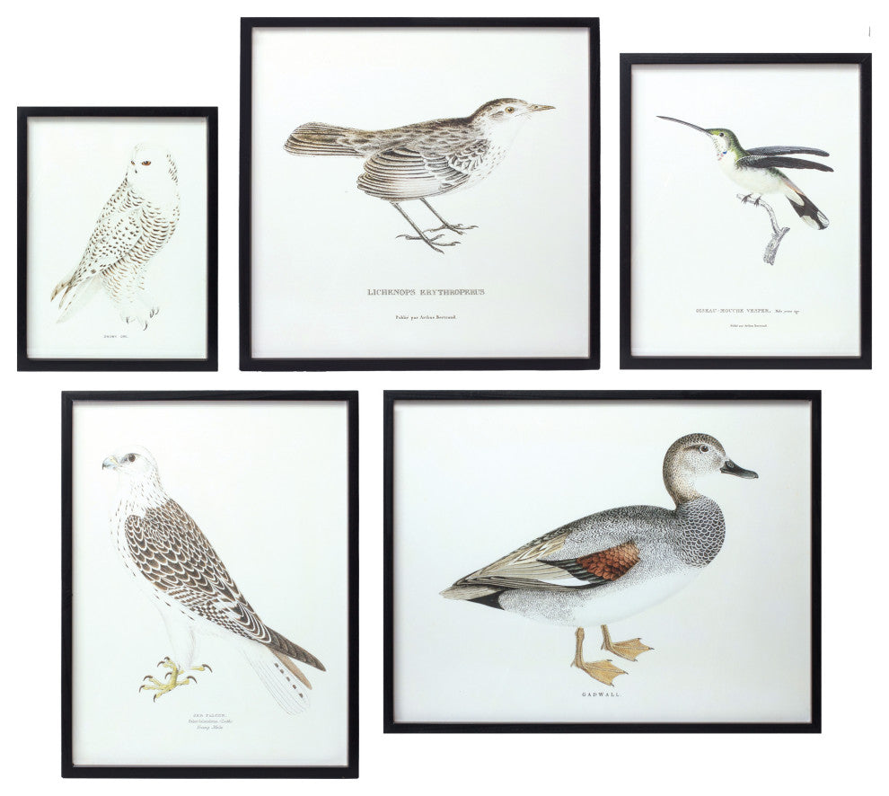 Framed Bird Print, 5-Piece Set