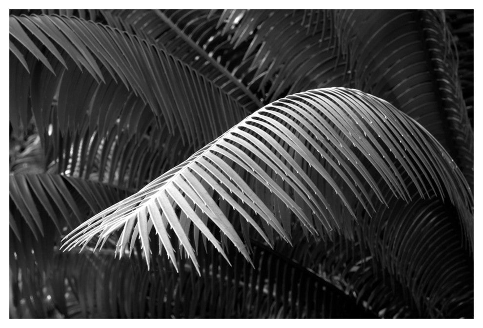 FERN #2, Black and White, 40x60