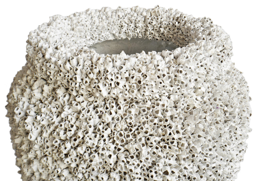 Large White Barnacle Shell Urn