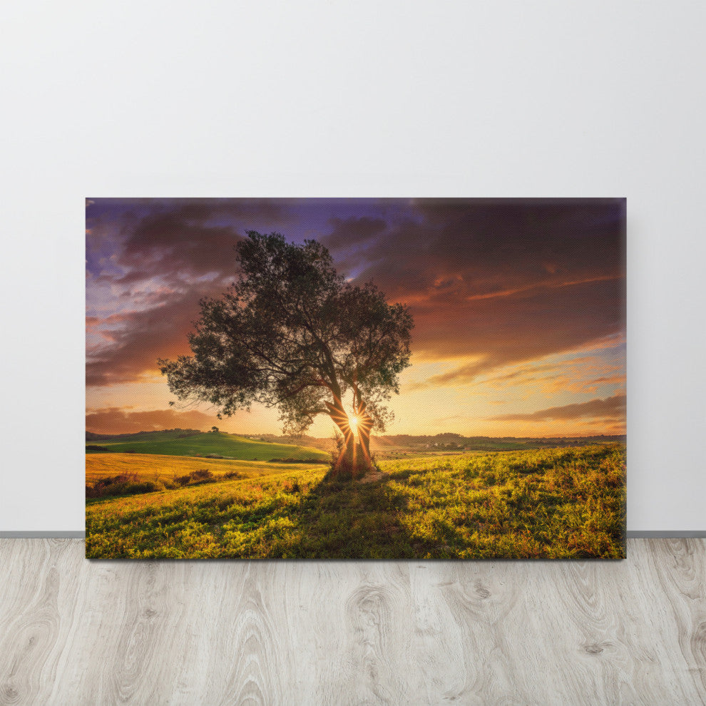 Countryside Olive Tree Sunset Landscape Photo Canvas Wall Art Prints, 24" X 36"
