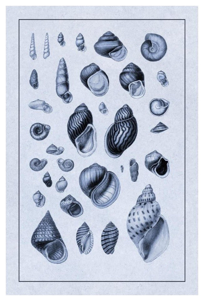 "Shells: Sessile Cirripedes #2 (Blue)" Paper Print by G.B. Sowerby, 18"x26"
